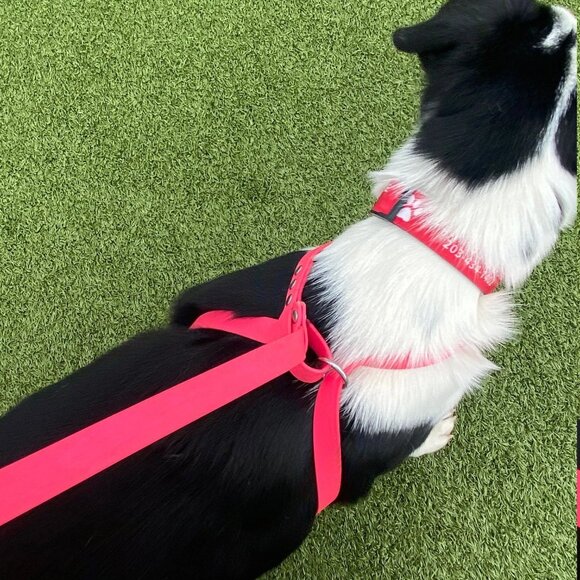 5' Biothane Convertible Slip Dog Leash No Pull Harness or Head Halter 1/2" wide - Picture 6 of 8